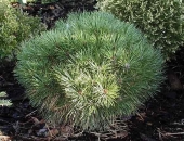 Pinus nigra ‘Bambino’